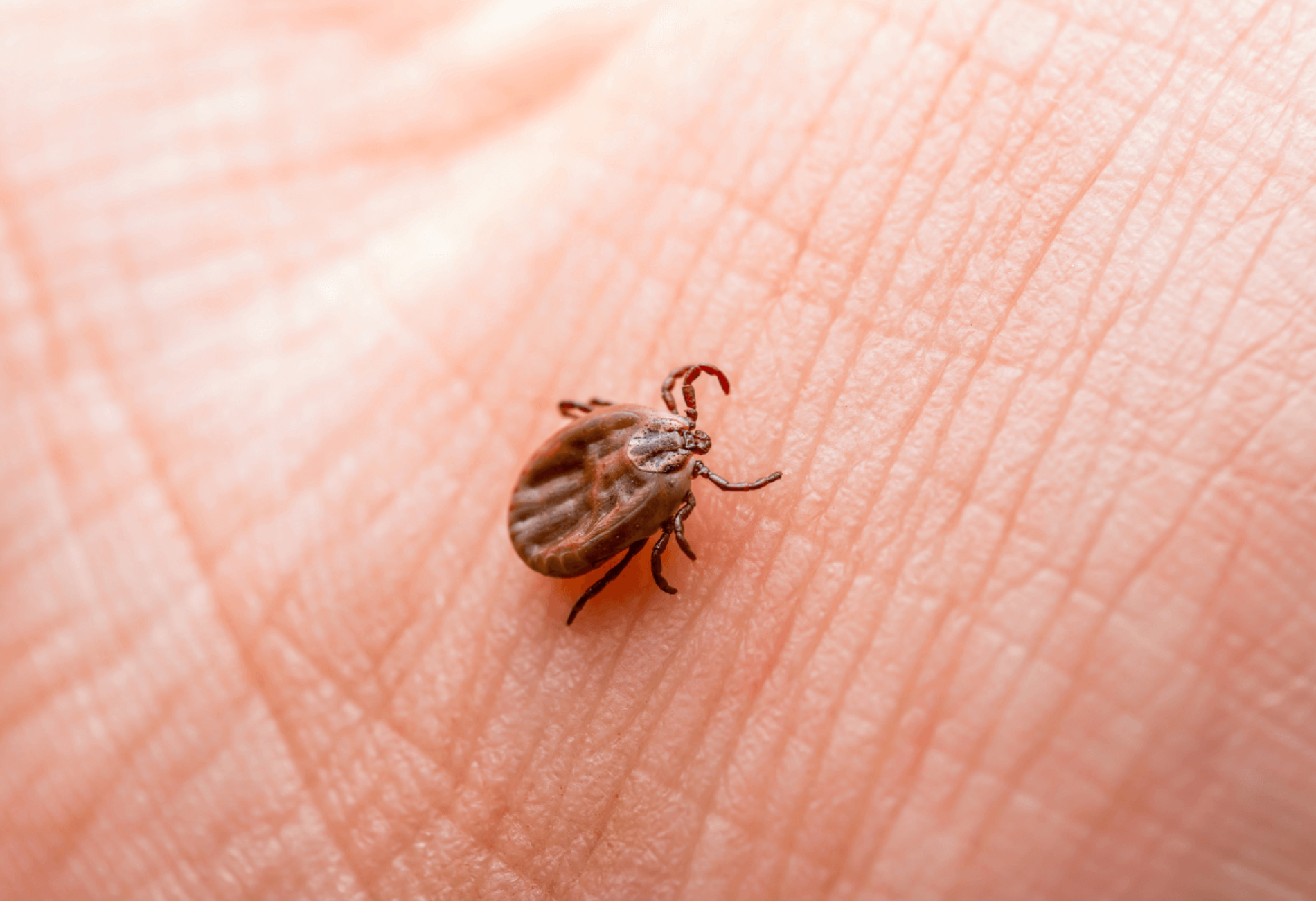 close up of a tick in the palm of someone's hand