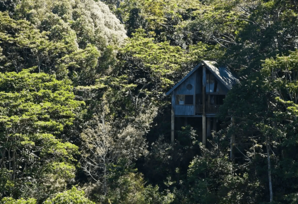 queensland australia treehouse