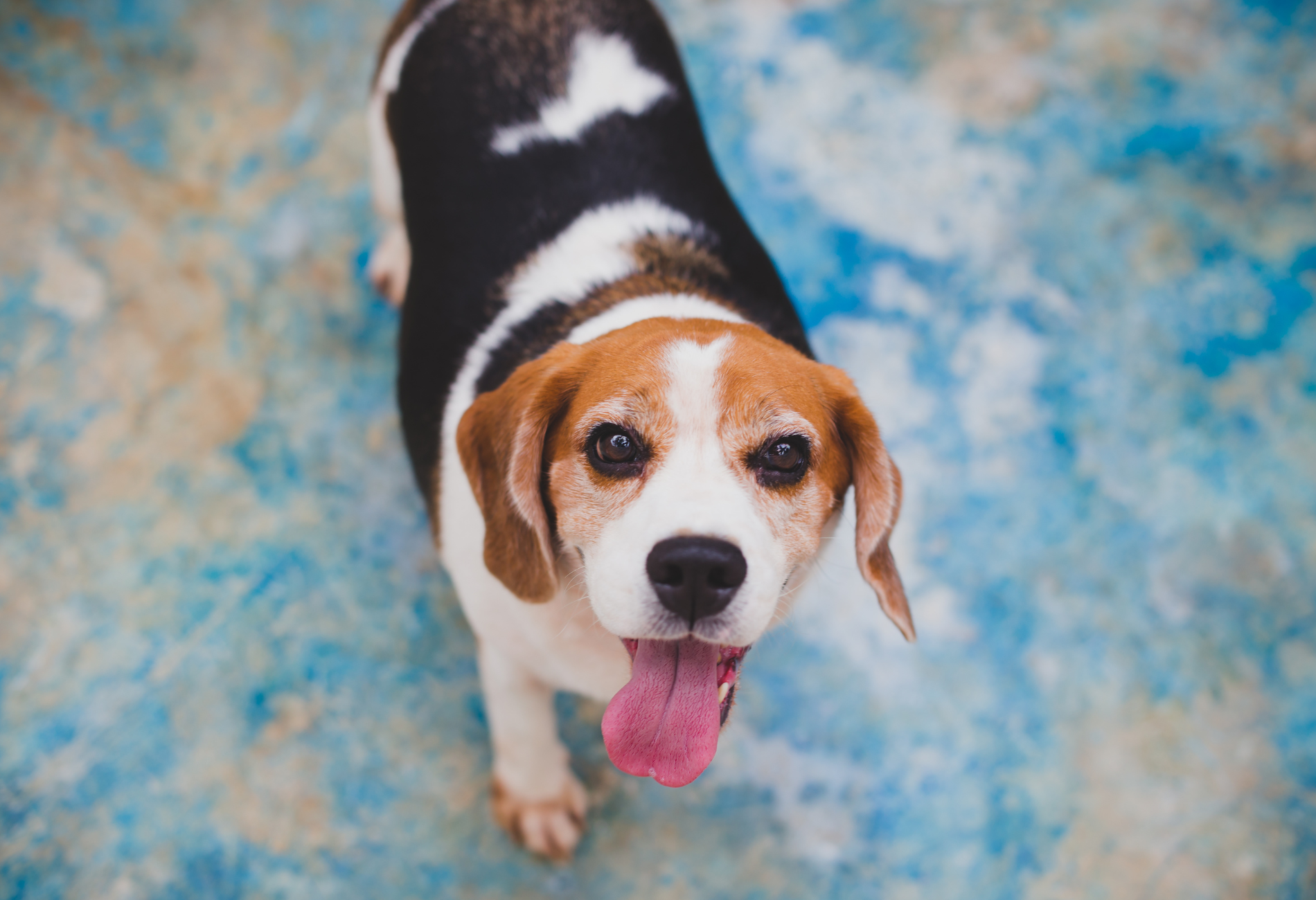 a beagle with its tongue out