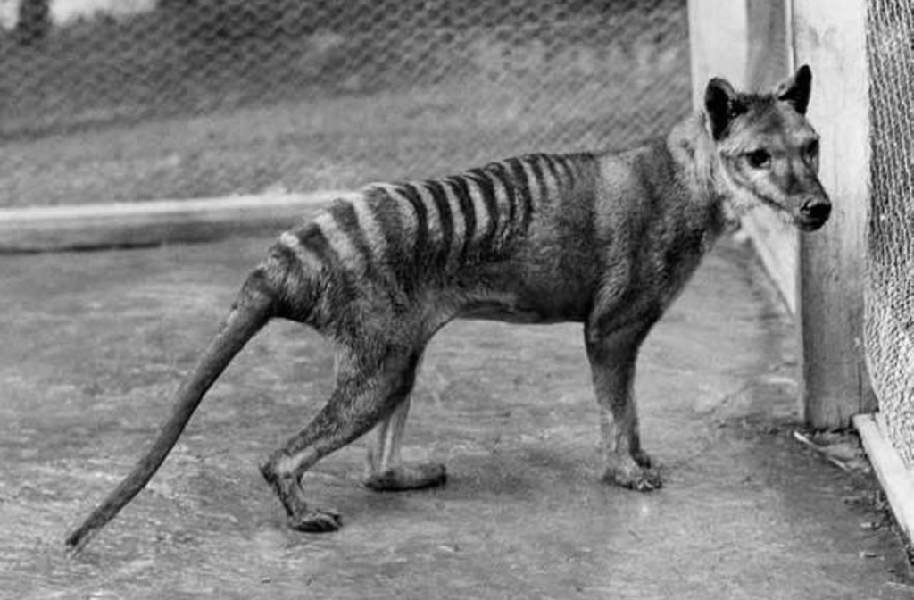 Tasmanian Tiger