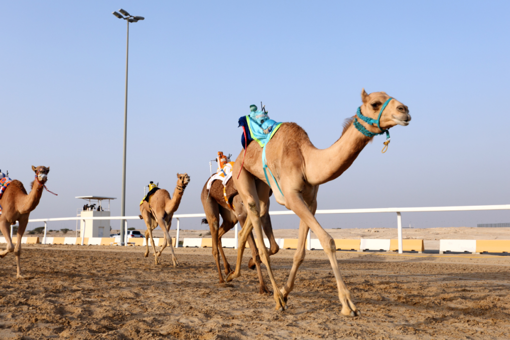 Dubai camel desert