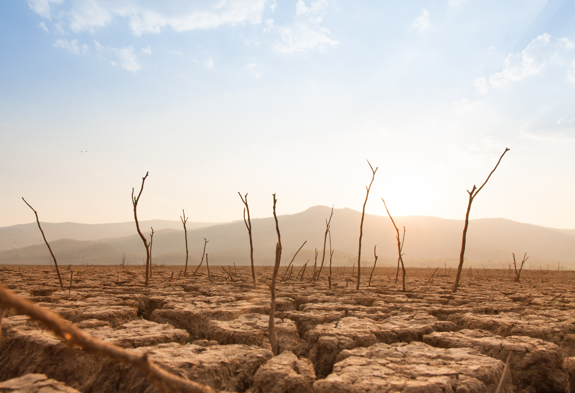 rendering of a desert with dead trees used to represent climate change