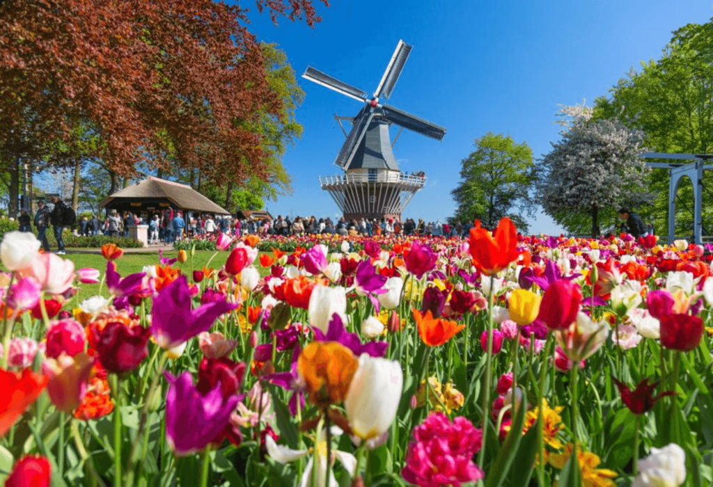 keukenhof windmill with flowers in foreground