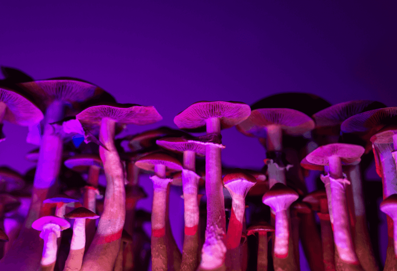 magic mushrooms purple light