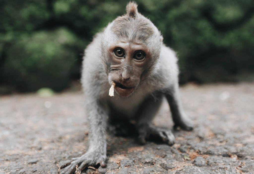 balinese macaque