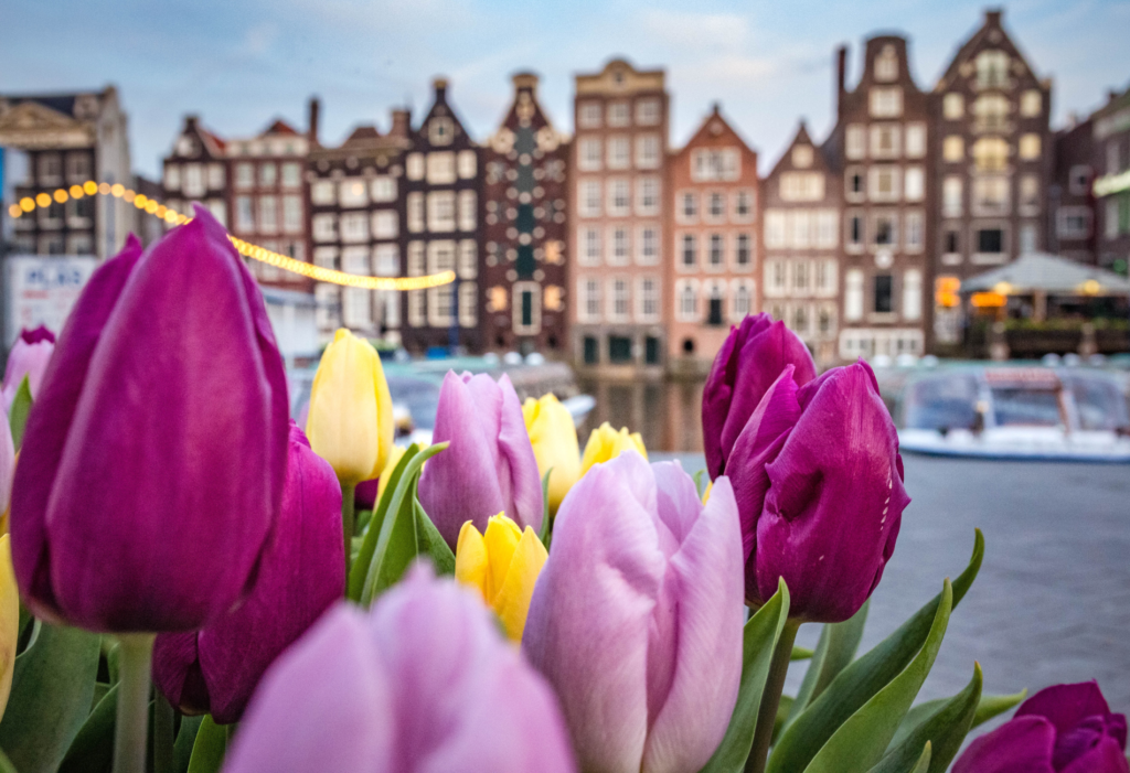 image of tulips in Amsterdam as an option for March travel
