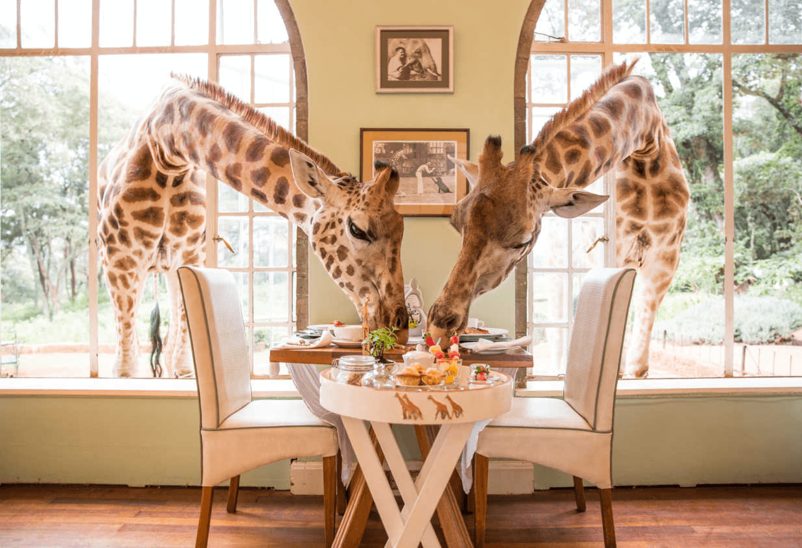 giraffe manor