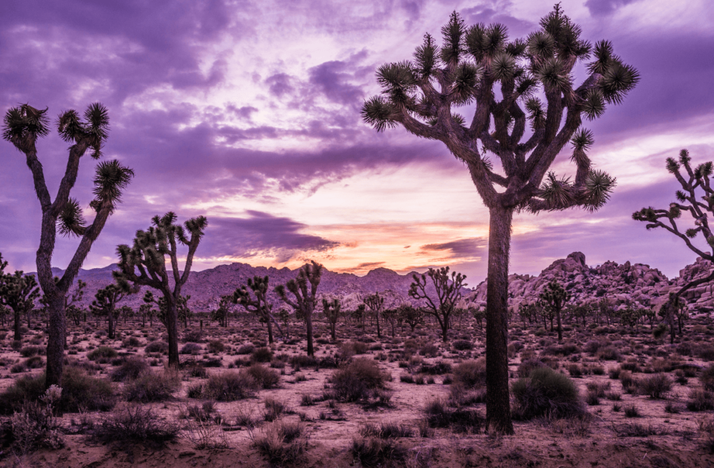 joshua tree sunset