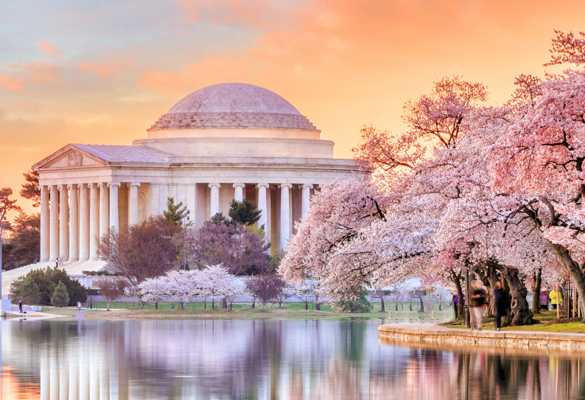 cherry blossoms flanking the capital in Washington DC