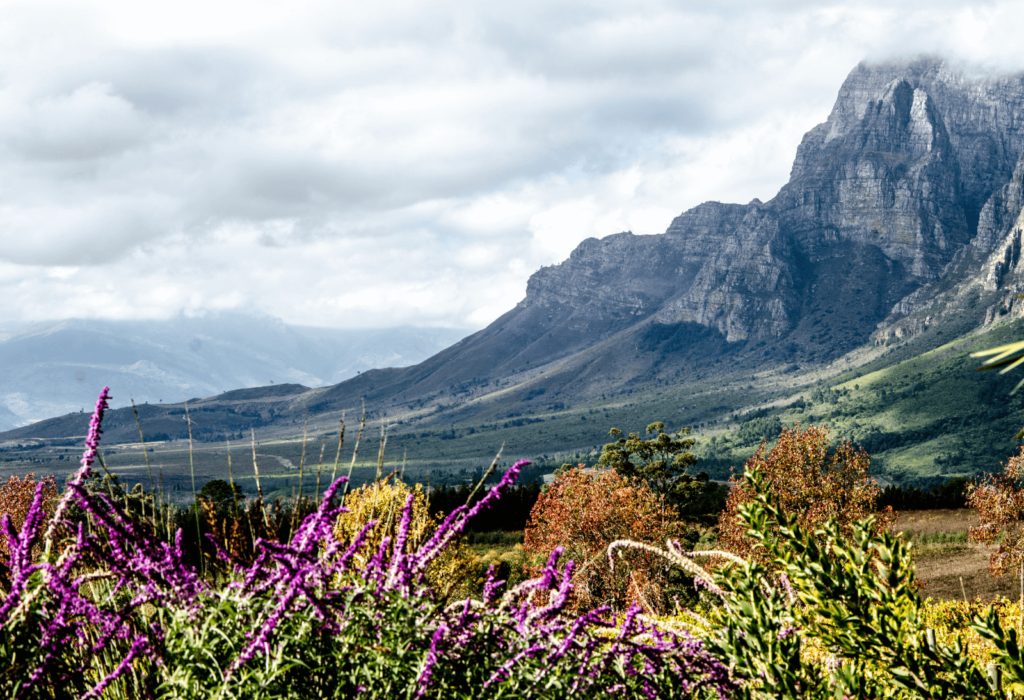 stellenbosch wine region cape town south africa