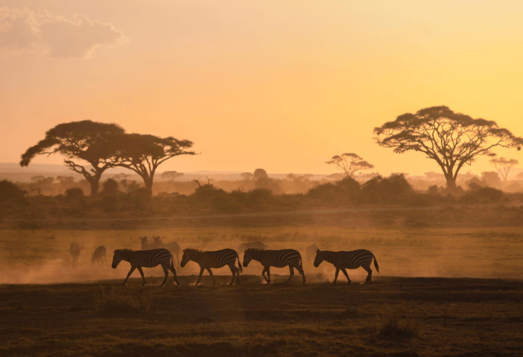 safari south africa