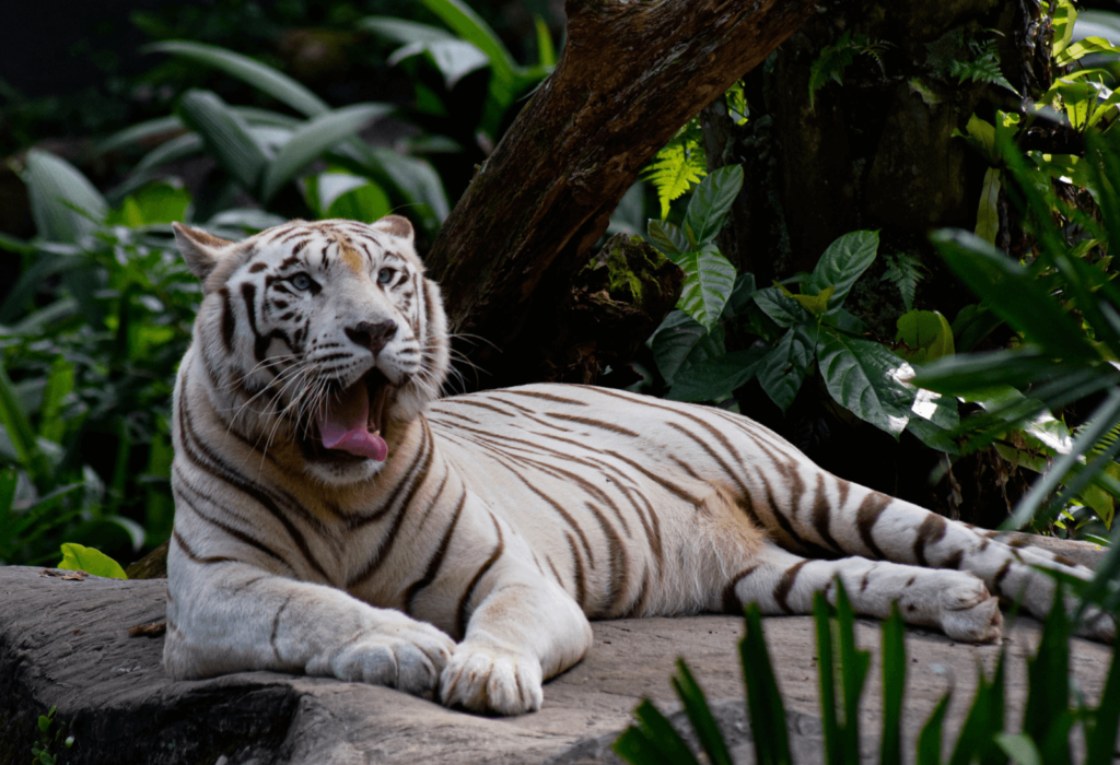 white tiger in singapore zoo