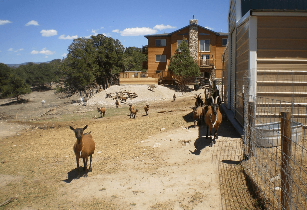 mountain goat lodge