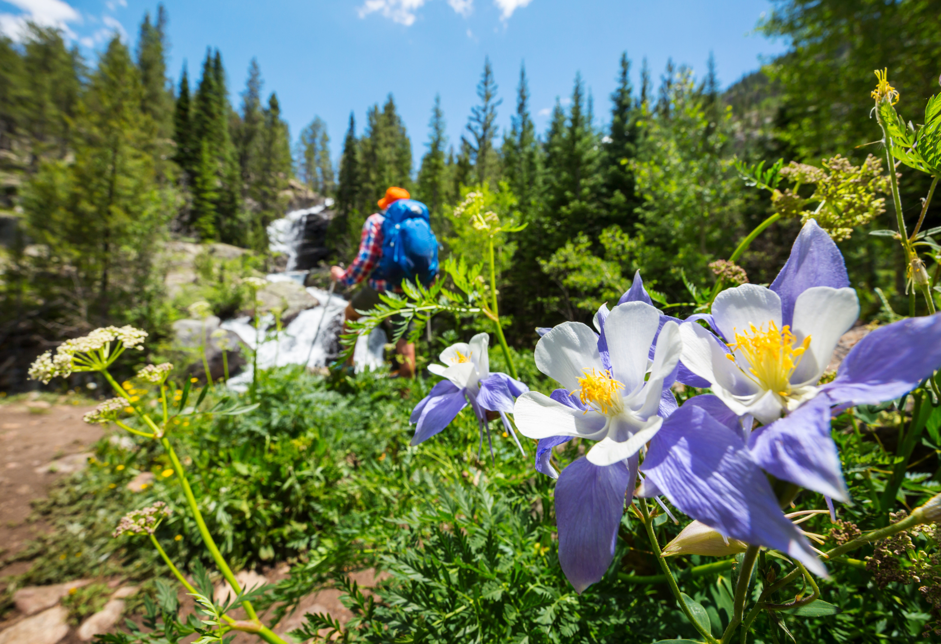 best hikes with wildflowers in view