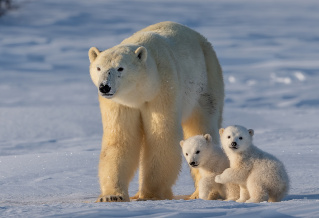 polar bear and cubs, Arctic cruise giveaway
