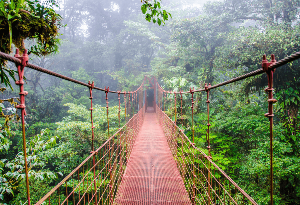 rainforest trail in costa rica