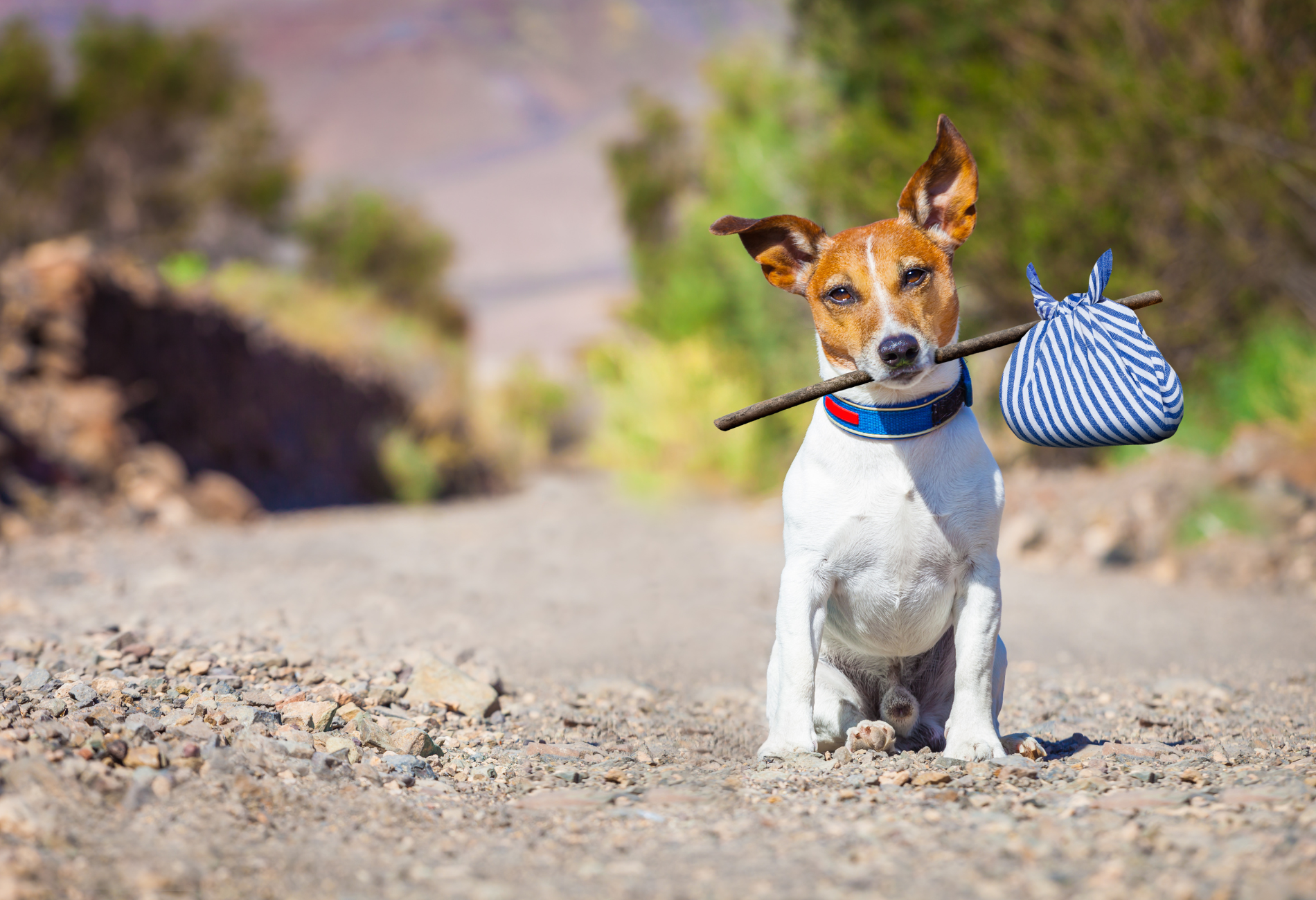 puppy on dirt road, for story on Uber's lost and found list