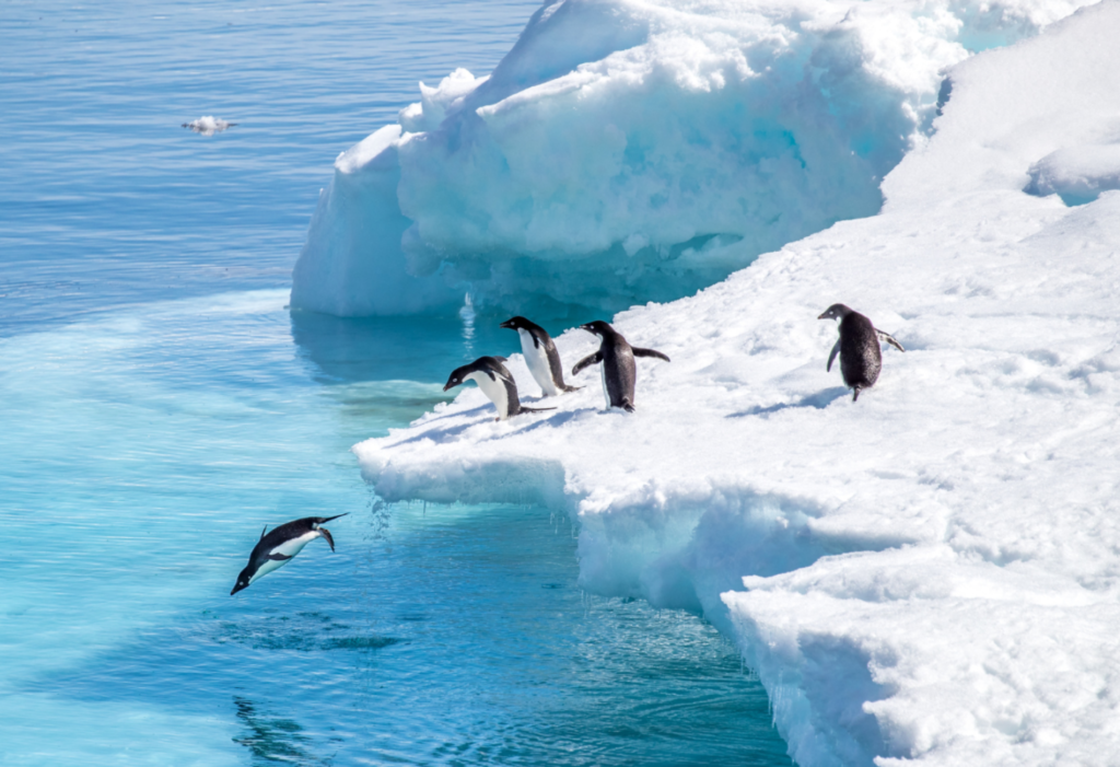 world oceans day article, with penguins jumping in water in Antarctica