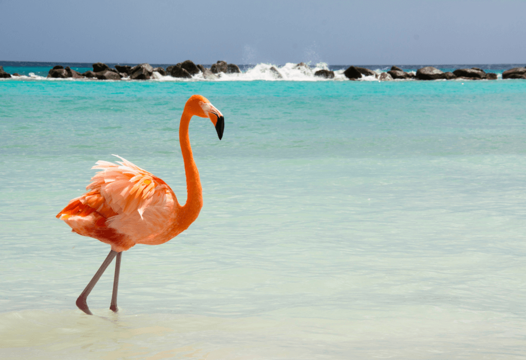 flamingo in Aruba, one of the destinations you can go to as part of the JetBlue Vacations packages options for 2024