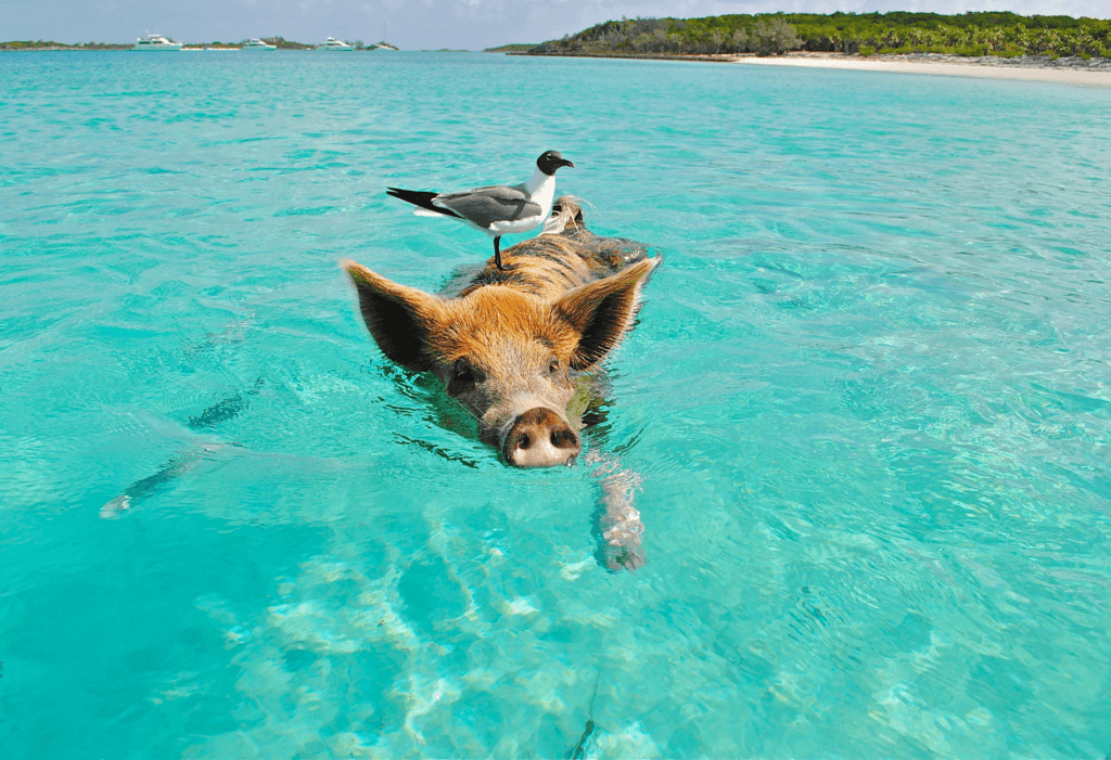 pig in the Bahamas, one of the destinations you can go to for the MSC Cruise Deals offerings of April 2024