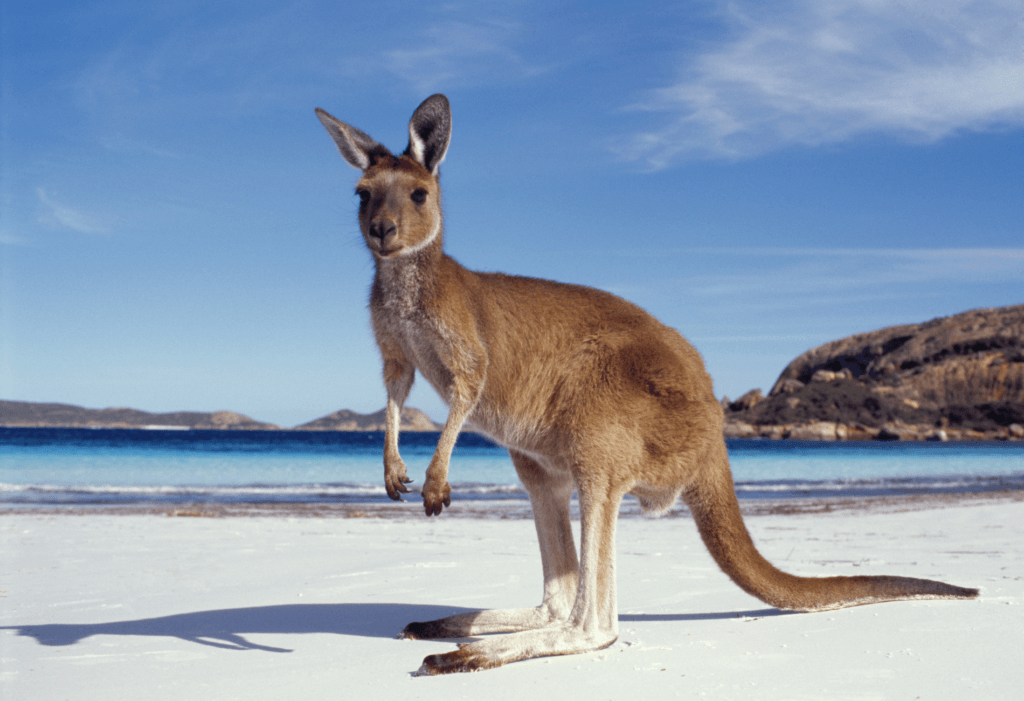 kangaroo on beach for article on how to get flights to Australia for cheap with the American Airlines flight sale