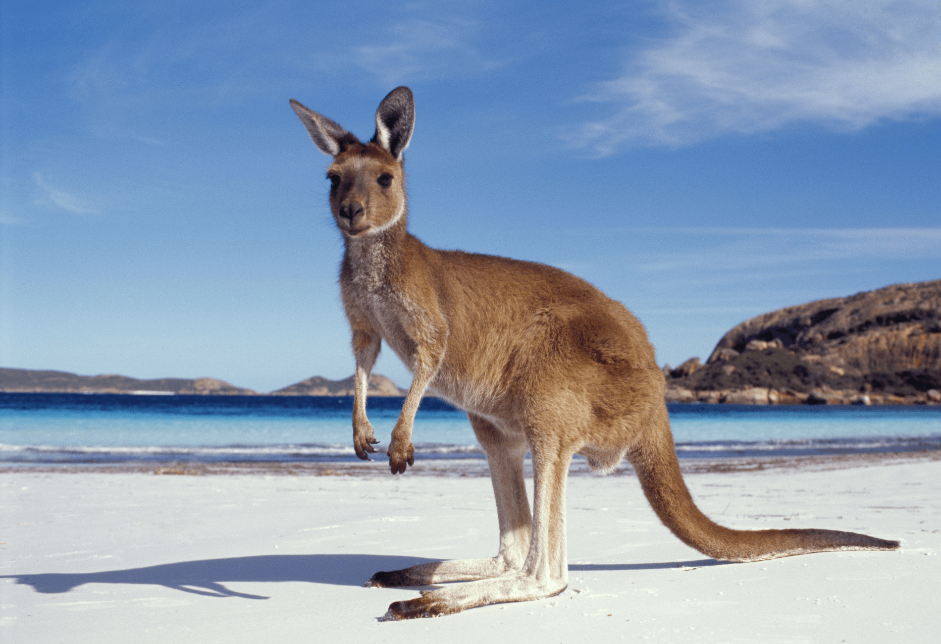 kangaroo on beach for article on how to get flights to Australia using points and miles