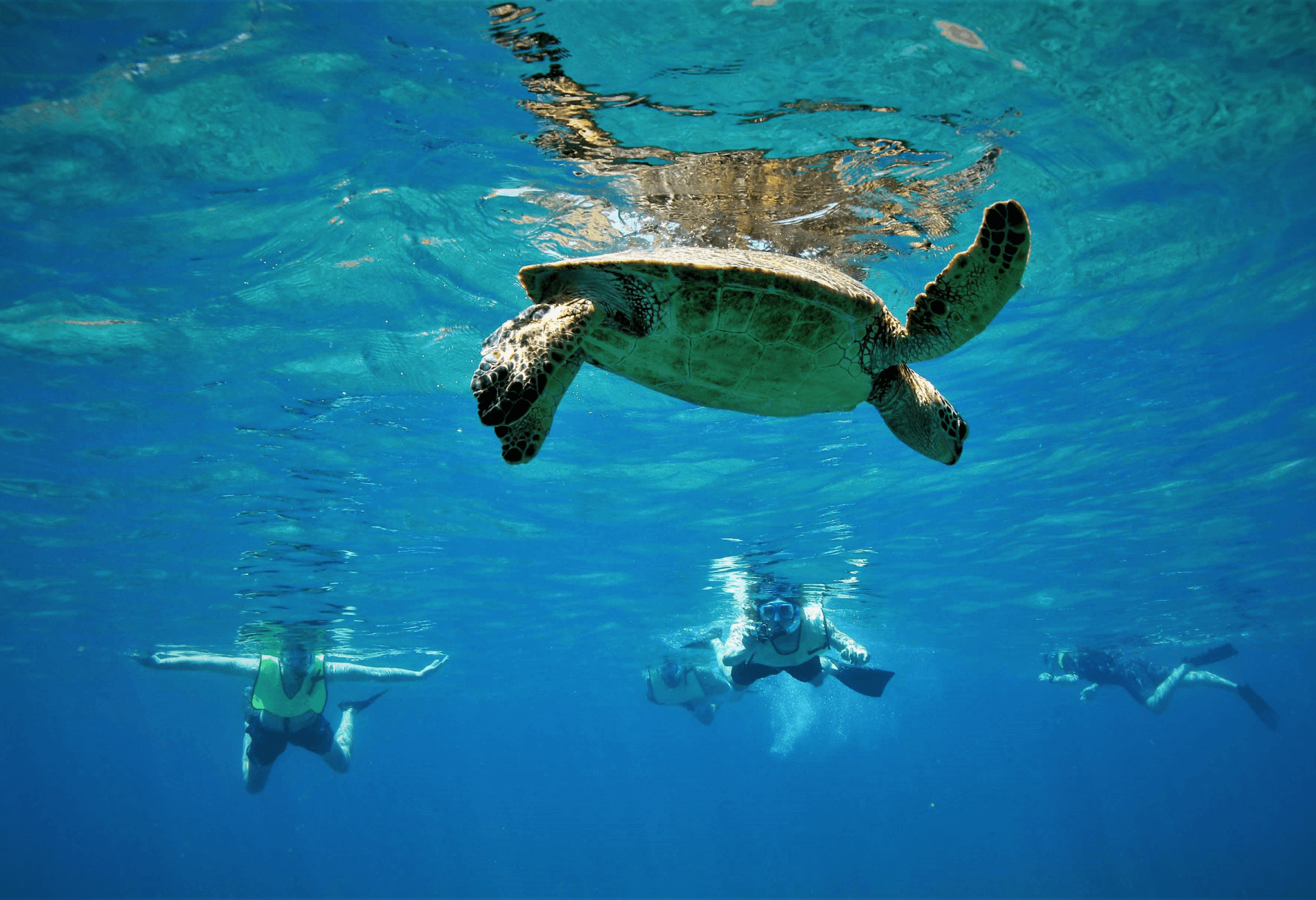 turtles and snorklers in the water in Hawaii, one of the destinations you can save on with Southwest vacation packages