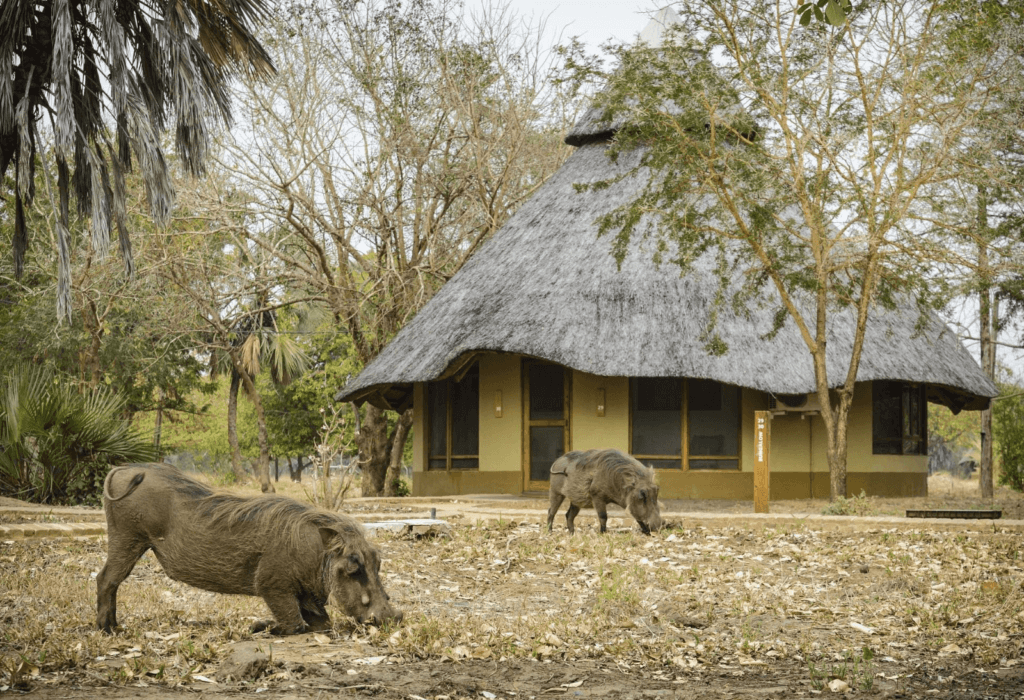 The Best Safari Hotel in 6 African Countries