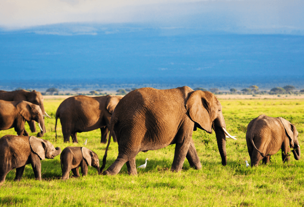 The Best Way to Use Points for Cheap Flights to Kenya
