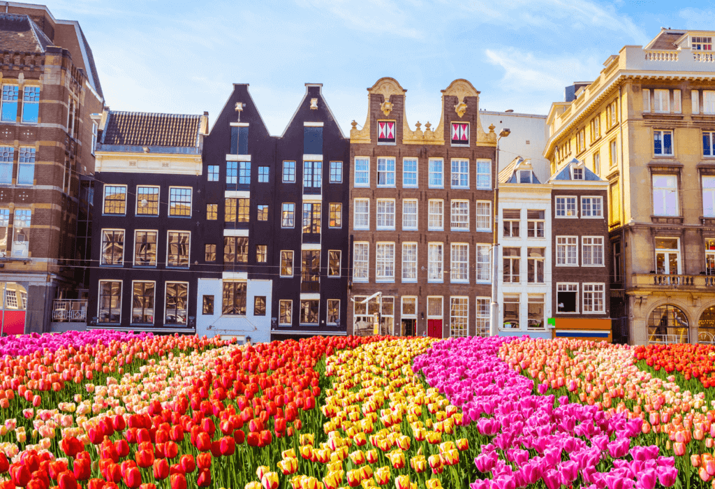 Amsterdam's traditional canal houses with rows of colorful tulips in front