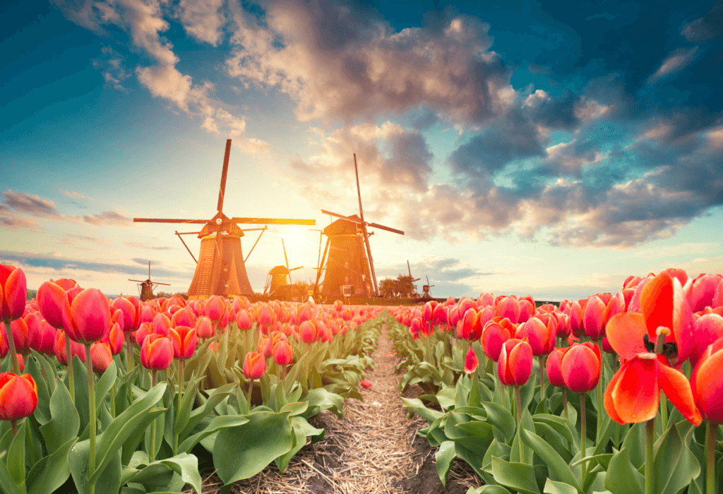 a sunrise over windmills and a tulip field in the Netherlands