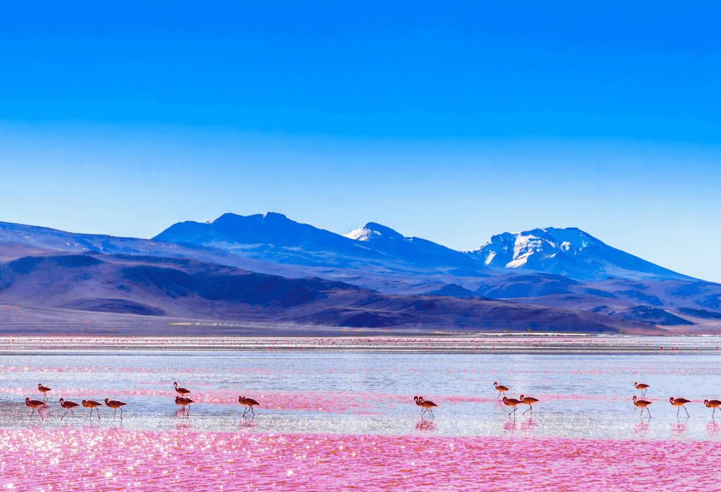 Bolivian flamingoes in the salt lakes in Bolivia with mountains in the background