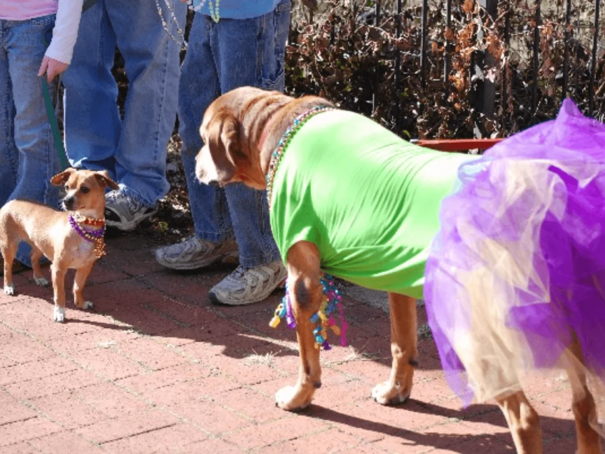 dog costume