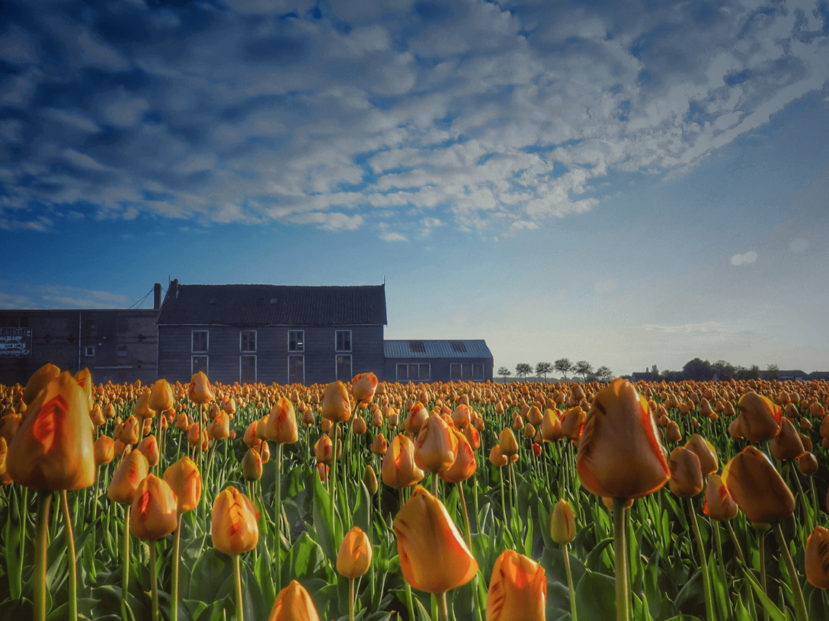 A view of De Groene Bollenschuur guest house from its private tulip field